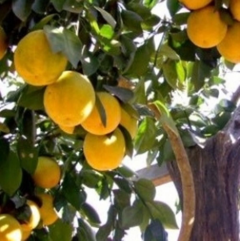 Laranja Trepadeira.jpg